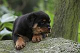 ROTTWEILER 336